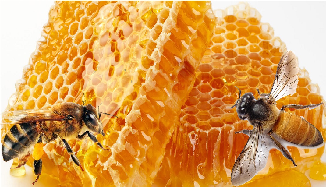 Τα 10 ακριβότερα μέλια του κόσμου.